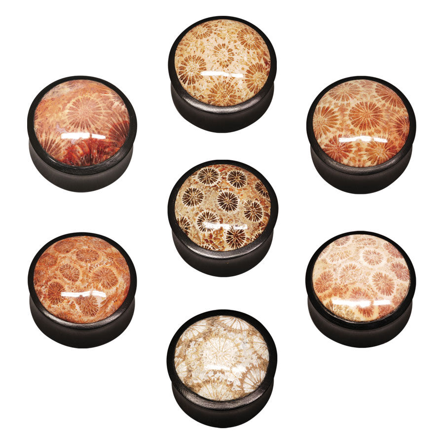 Horn Plug con inserto di corallo fossile Horn Plug nero con inserto di corallo fossile marrone su sfondo bianco